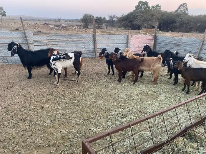 معزاء للبيع 2