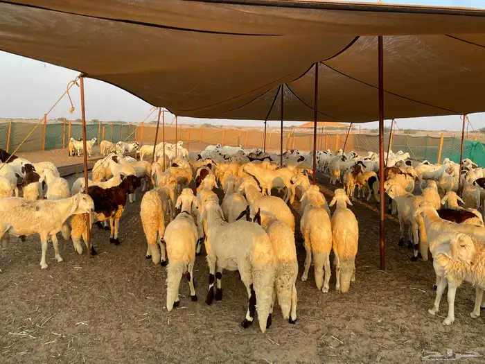 غنم سواكني جملة وتجزئة 1