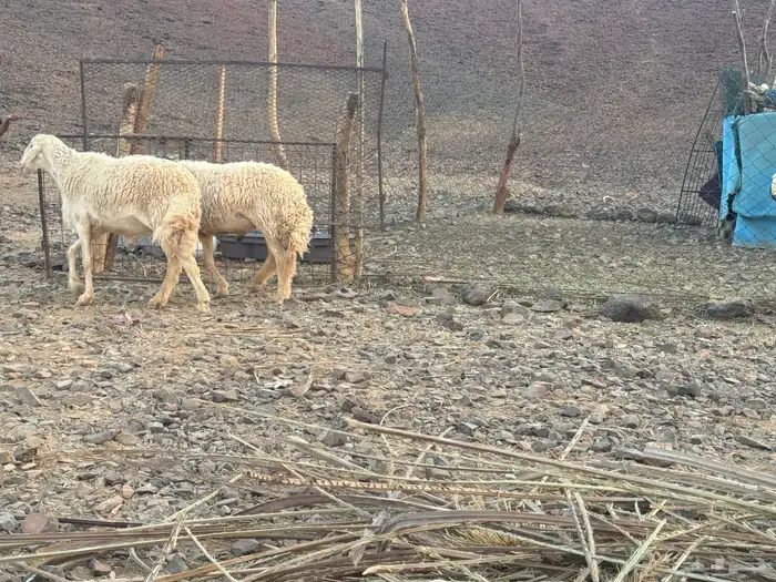 مراح حرش رخال تم البيع 3