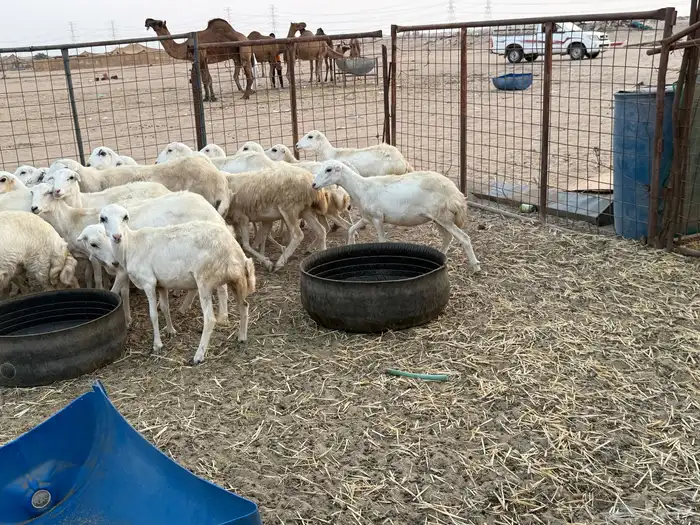 للبيع رخال رفيديات مراح واحد 5