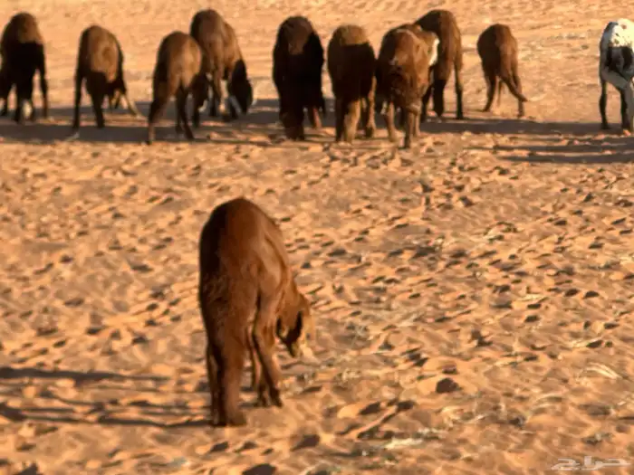 طليان سواكن غنم بر 14