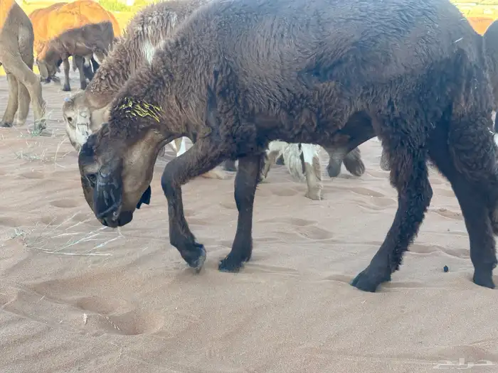 طليان سواكن غنم بر 8