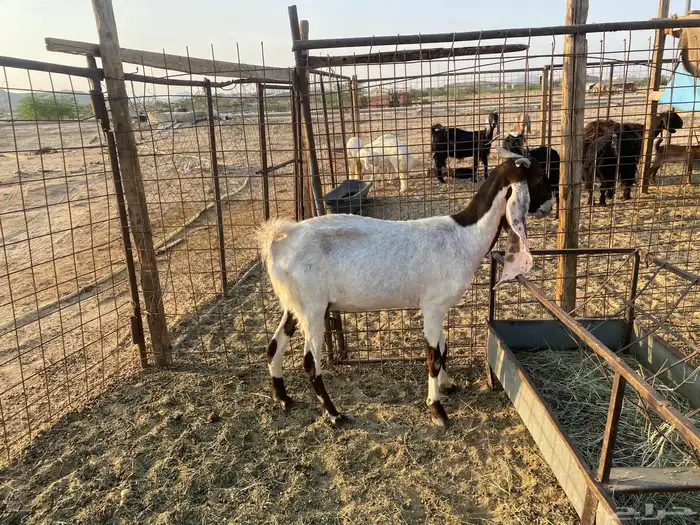 عنز هولنديه مضارع 1