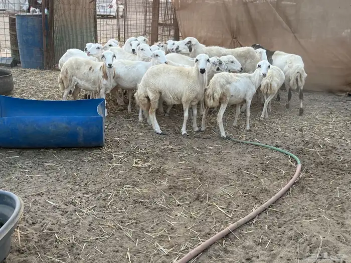 للبيع رخال رفيديات مراح واحد 8