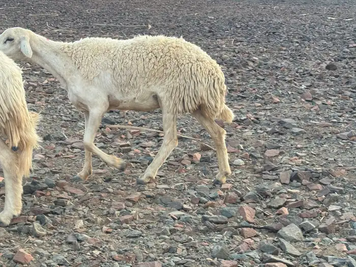 مراح حرش رخال تم البيع 7