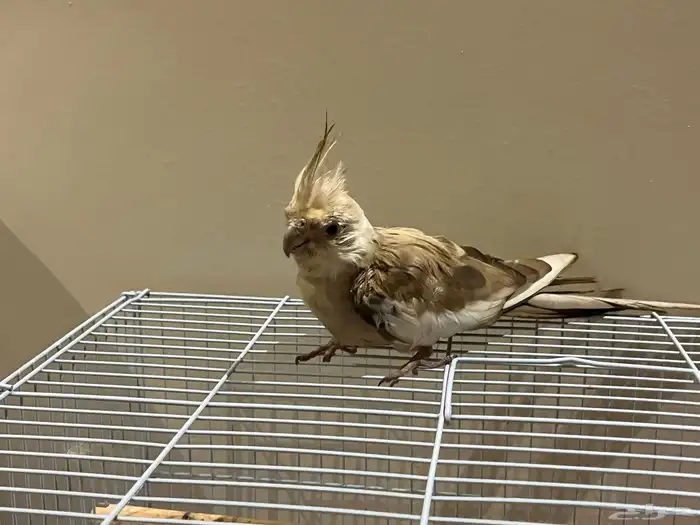 السلام عليكم عندي أنثى كروان هادئه وصحيه 0