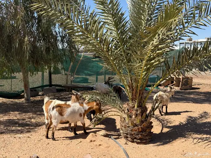 ماعز تشيكي بيور 3