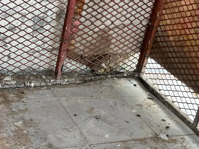 شبك دجاج طول متر في متر. ارتفاع 70 3