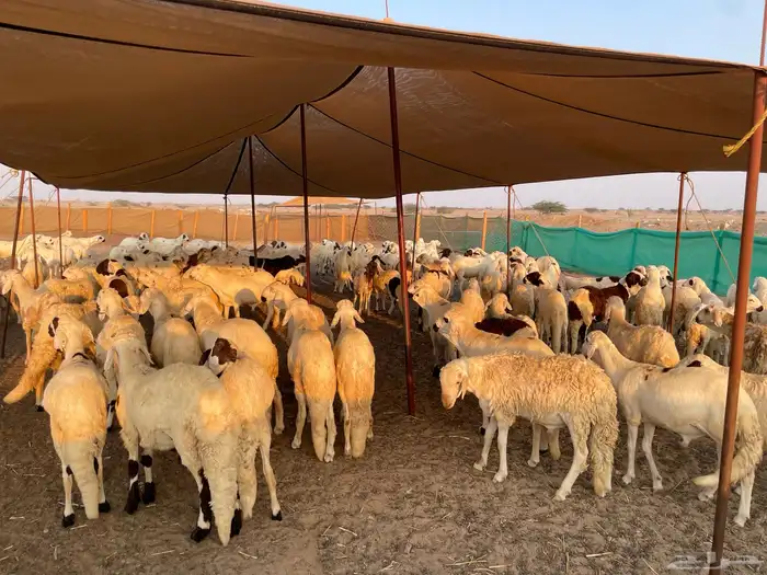 غنم سواكني جملة وتجزئة 8