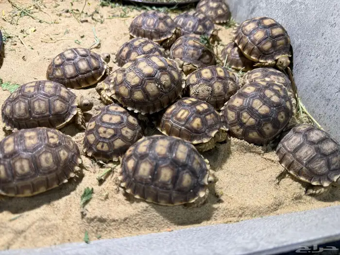 سلاحف سولكاتا للبيع 2