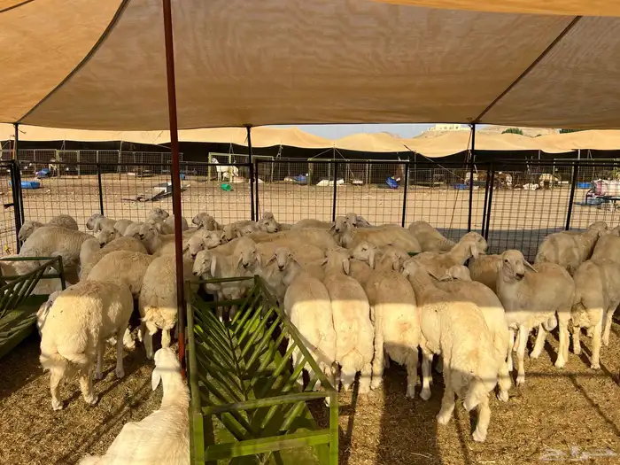 ذبيحتك توصل لباب بيتك 4