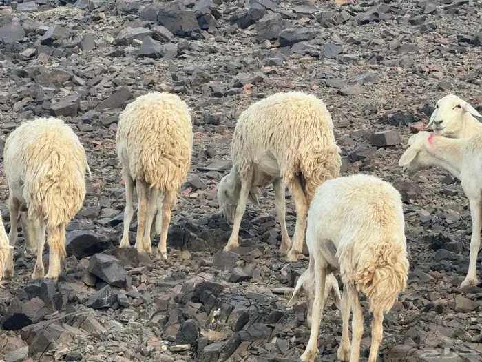 مراح حرش رخال تم البيع 4