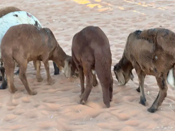 طليان سواكن غنم بر 87