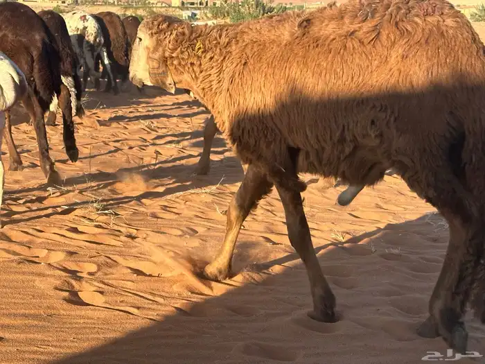 طليان سواكن غنم بر 58