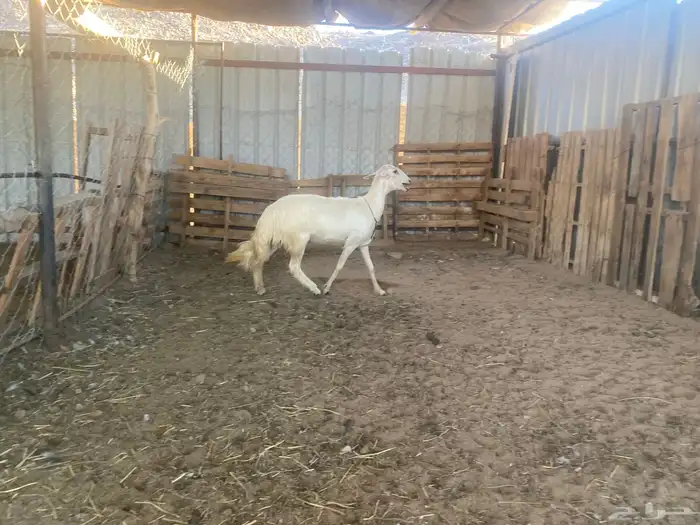 بكر صفراء حلساء صنف 0