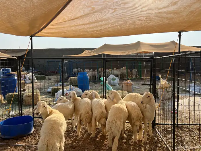 ذبيحتك توصل لباب بيتك 3