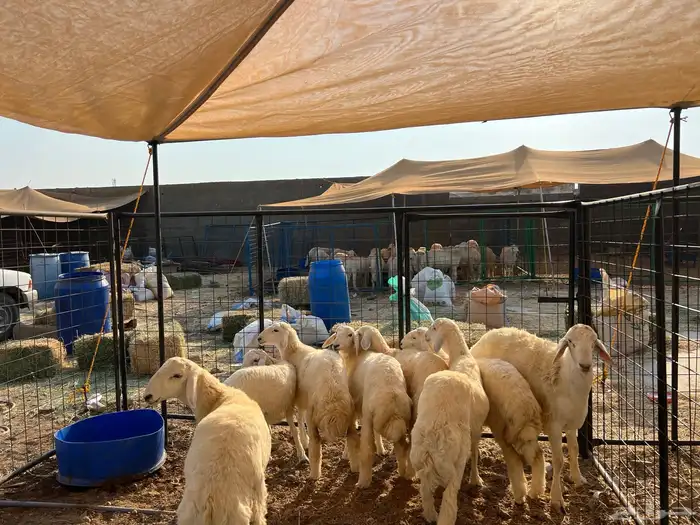 ذبيحتك توصل لباب بيتك 2