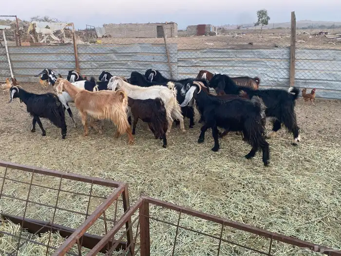 معزاء للبيع 4