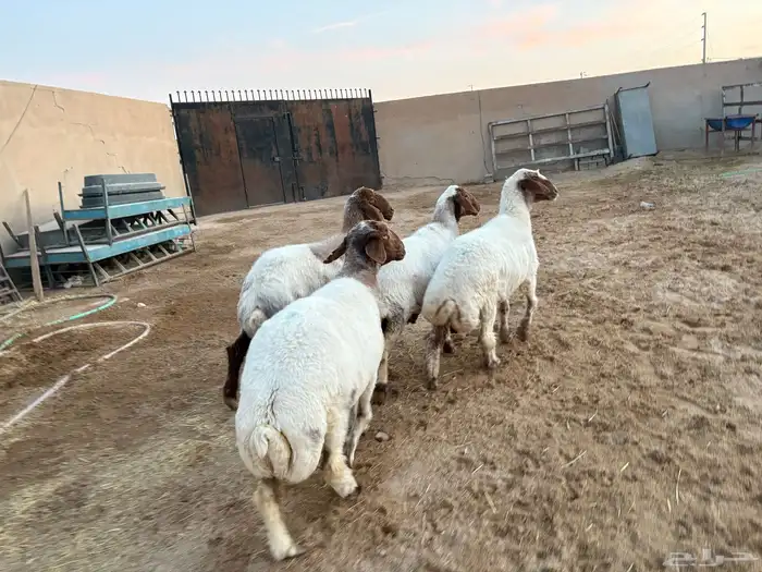 حيل نعيم طيبه شحم عدد 4 سومها 1070 2