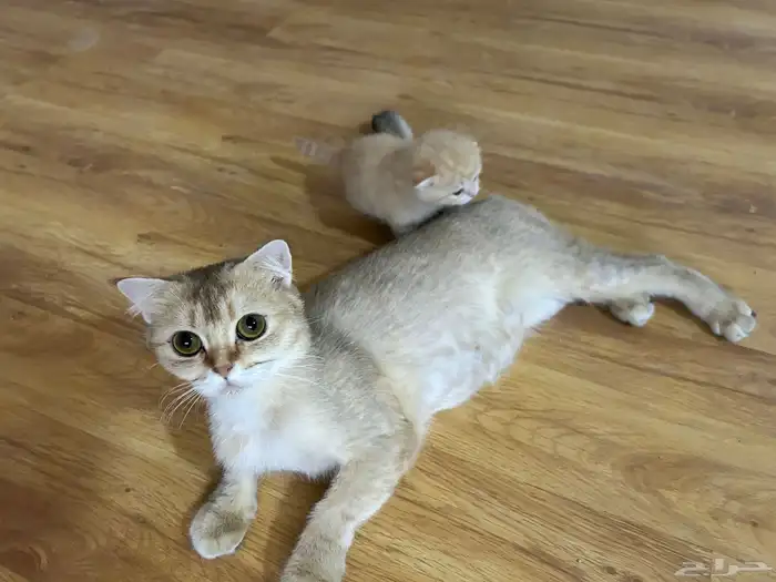 قطه و كتن واحد سكوتش فولد على سوم 4