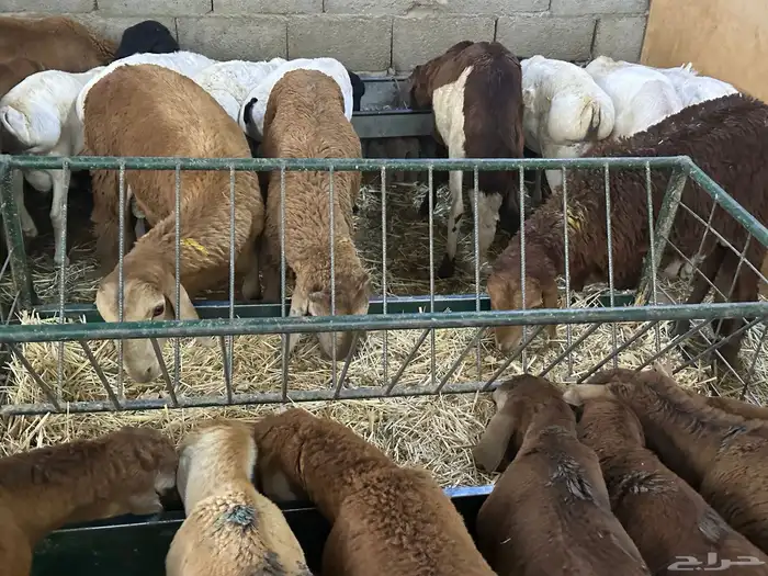 طليان سواكن غنم بر 97