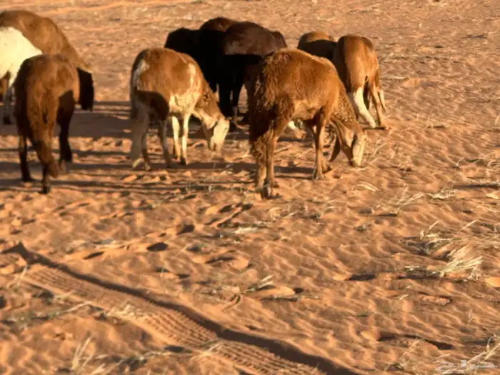 طليان سواكن غنم بر 18