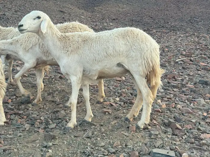 مراح حرش رخال تم البيع 6