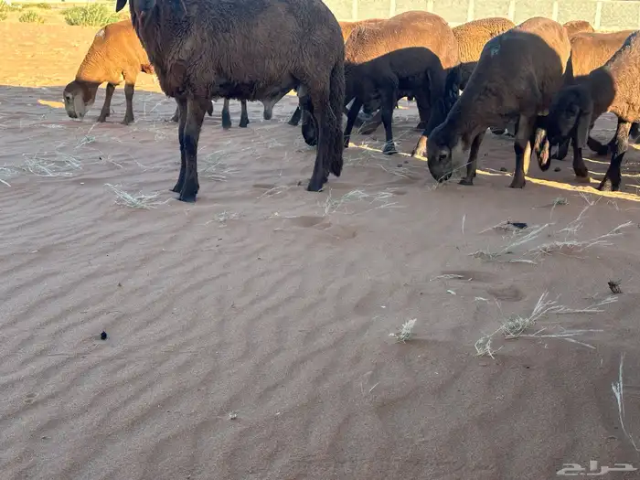 طليان سواكن غنم بر 0