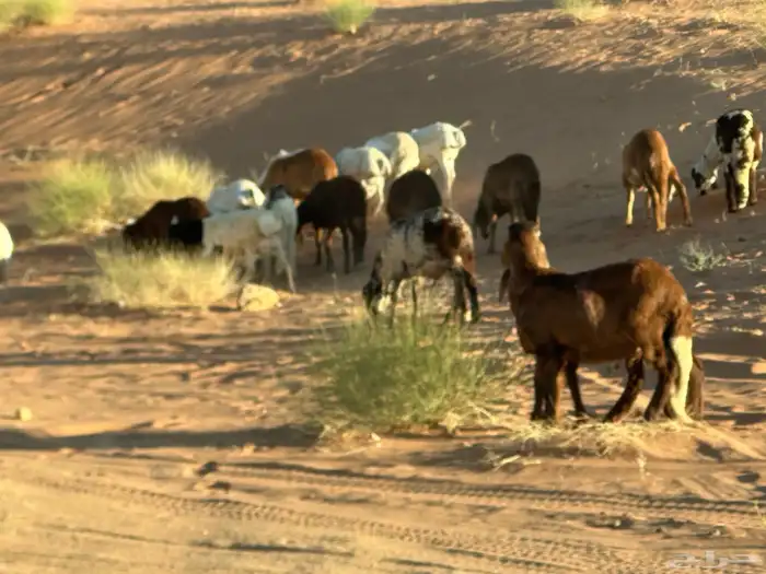 طليان سواكن غنم بر 37