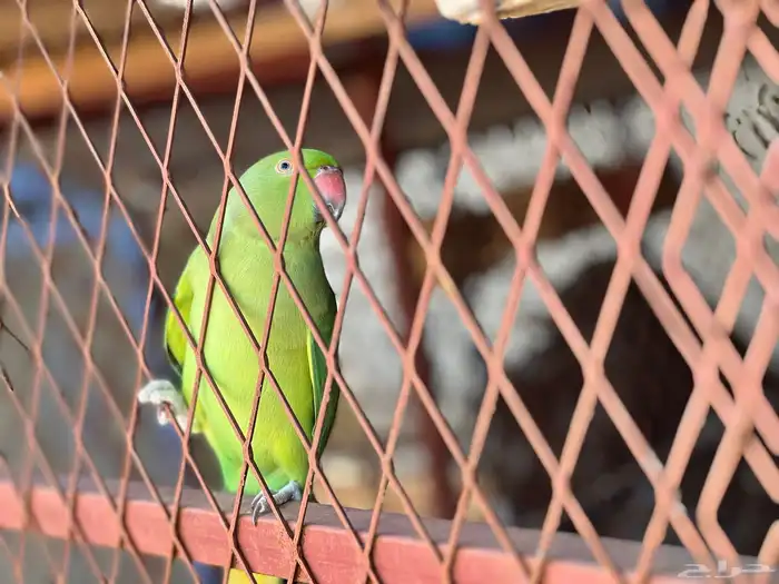 للبيع زوج درة منتج   ذكر و انثى 3