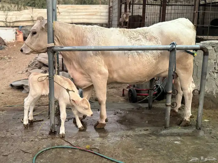 بقره المانيه بيور خصم الخصم بكر 2