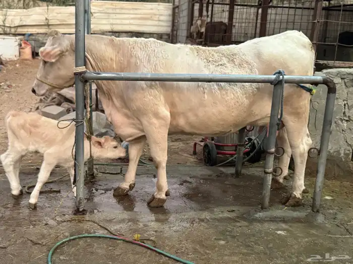 بقره المانيه بيور خصم الخصم بكر 3