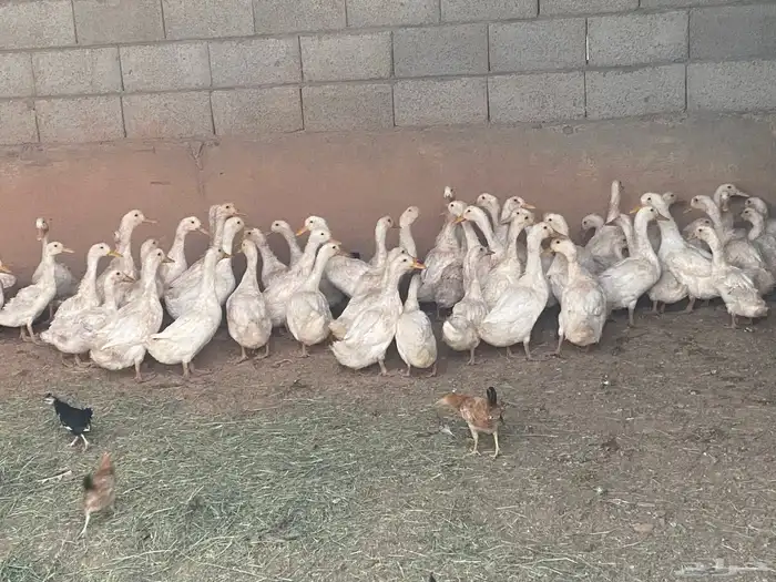 بط بكيني عمر ثلاث شهور 0