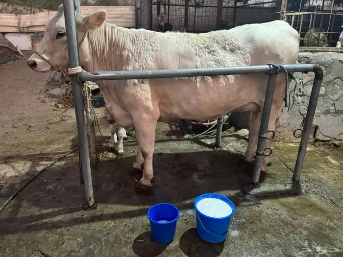 بقره المانيه بيور خصم الخصم بكر 7