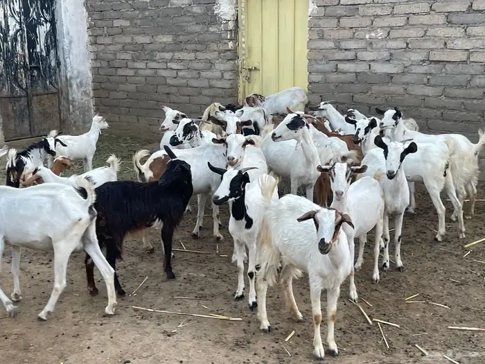 ماعز مقاني للبيع 0