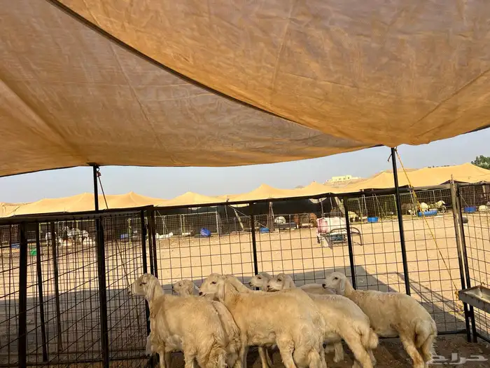 ذبيحتك توصل لباب بيتك 1