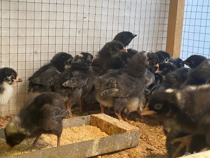 صوص دجاج تركي اسود بيور مستوى 0