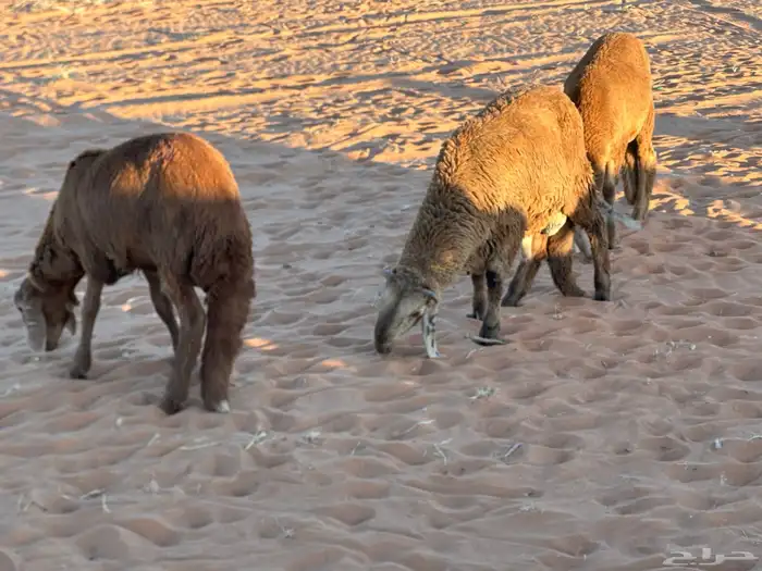 طليان سواكن غنم بر 99