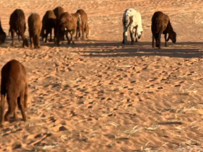 طليان سواكن غنم بر 13