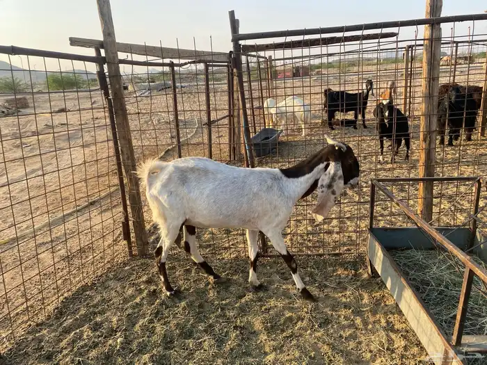 عنز هولنديه مضارع 5