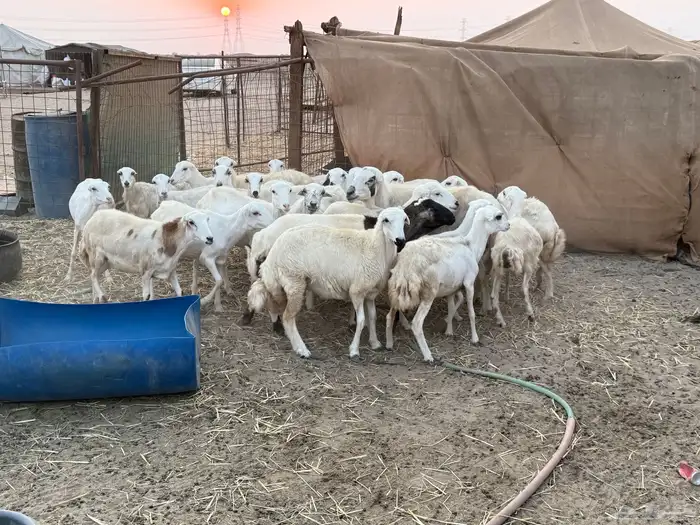 للبيع رخال رفيديات مراح واحد 11