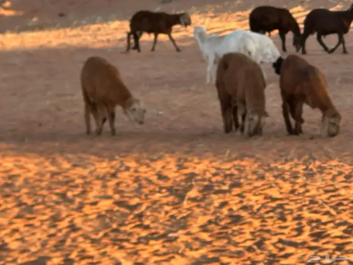 طليان سواكن غنم بر 63