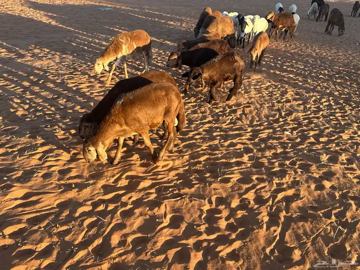 طليان سواكن غنم بر 67