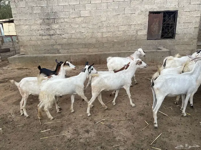 ماعز مقاني للبيع 13