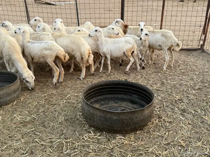 للبيع رخال رفيديات مراح واحد 3