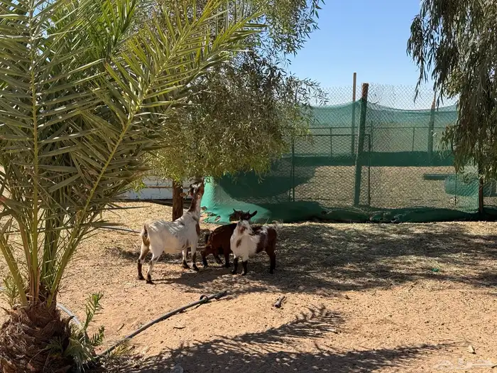 ماعز تشيكي بيور 2