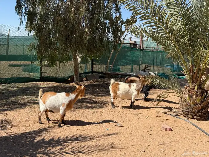 ماعز تشيكي بيور 1