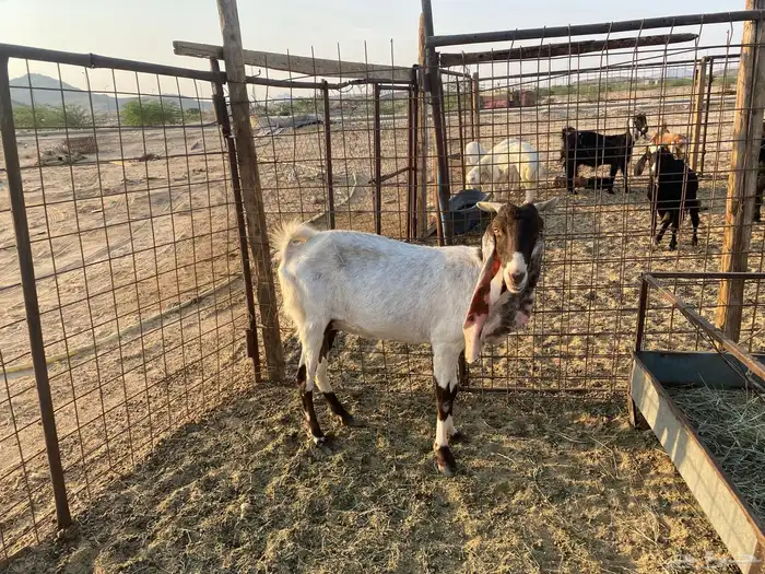 عنز هولنديه مضارع 8