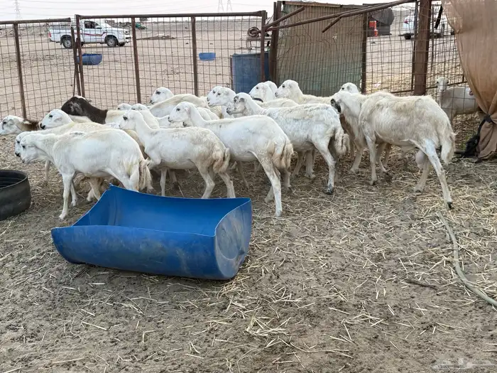 للبيع رخال رفيديات مراح واحد 7