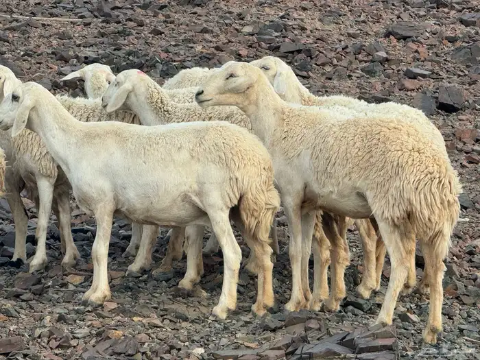 مراح حرش رخال تم البيع 5